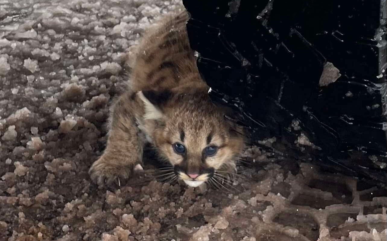 Michigan cougar cubs