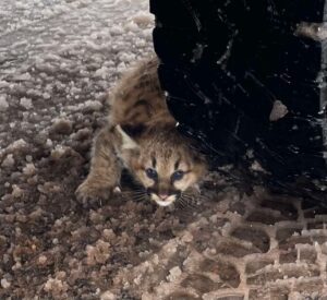 Michigan cougar cubs