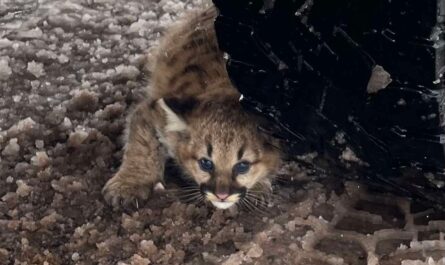 Michigan cougar cubs