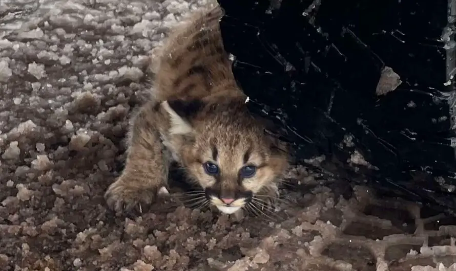 Michigan Cougar Cubs Confirmed for First Time in 100 Years, Marking Historic and Hopeful Wildlife Comeback