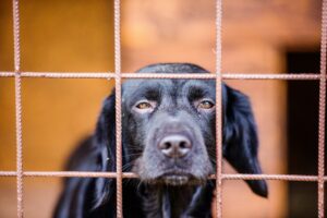 Dog in Cage - Queenie’s Law
