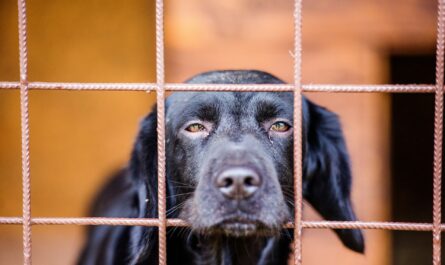 Dog in Cage - Queenie’s Law