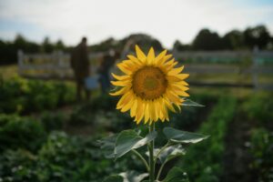 Sunflower Garden