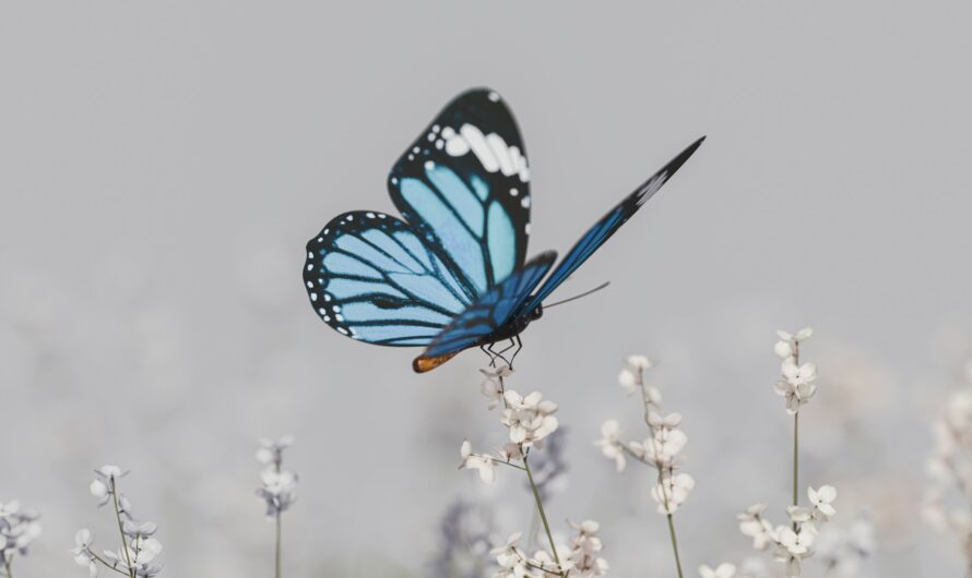 Michigan Scientists Warn – Butterfly Populations Are Collapsing