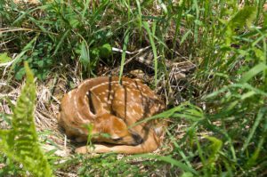 baby wildlife Michigan