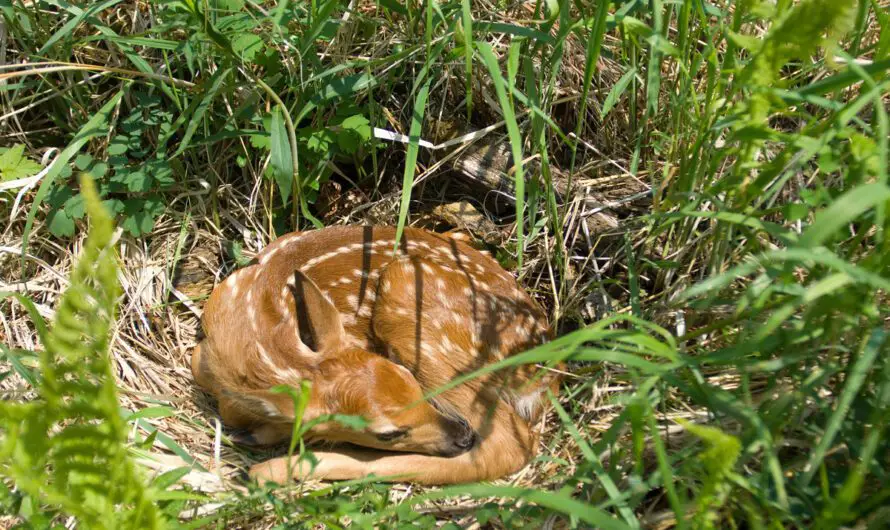 Michigan Spring Wildlife Warning – Admire Baby Animals, But Leave Them Be