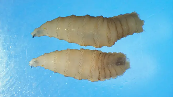 New World Screwworm
