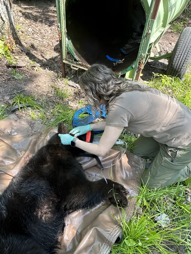a woman with gloves on a bear lying on the ground