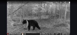 Michigan bear rescue