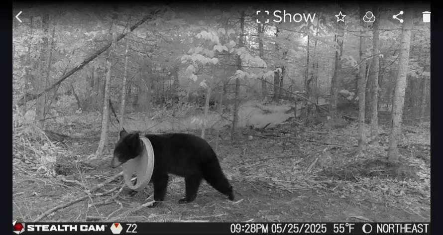 Michigan Bear Rescue Highlights Serious Baiting Hazards for Wildlife