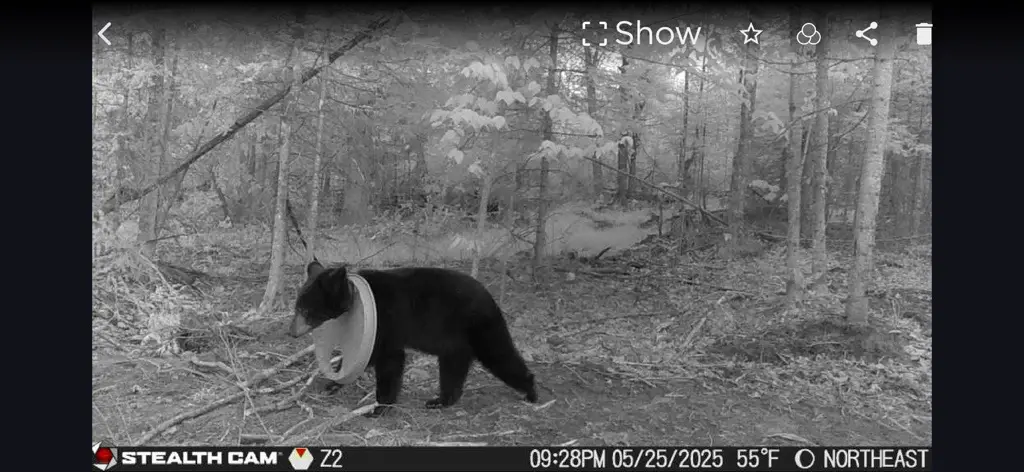 Michigan bear rescue