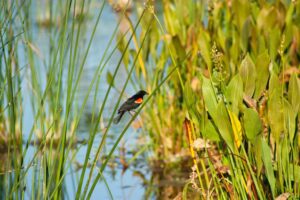 Michigan watershed grants