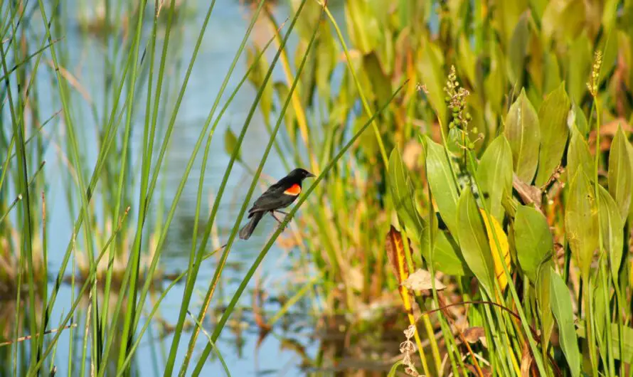 Michigan Watershed Grants – $600K Awarded to 17 Groups for Vital Water Projects
