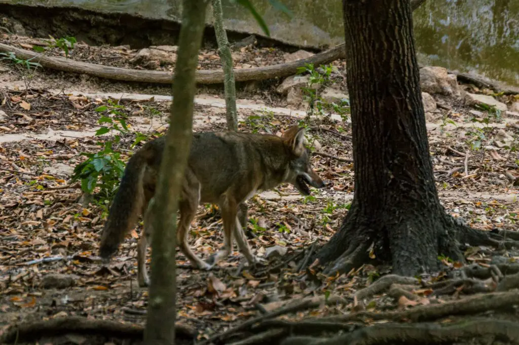 a coyote walking in the woods
