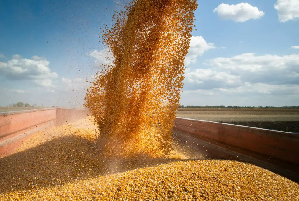 Wheat threatened by bioagent smuggling