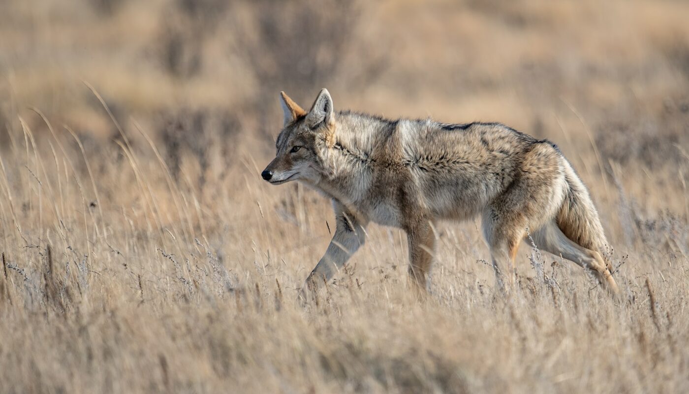Michigan Coyote Hunting