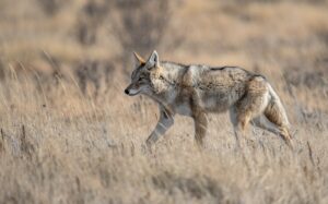 Michigan Coyote Hunting
