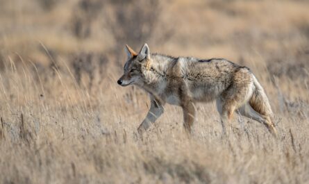 Michigan Coyote Hunting