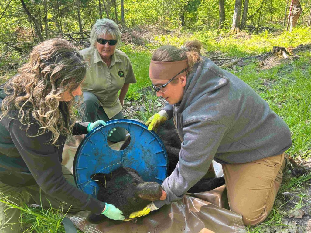 DNR Free Bear from Lid