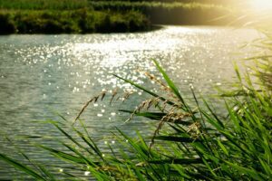 Neonic pesticides Michigan