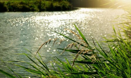 Neonic pesticides Michigan