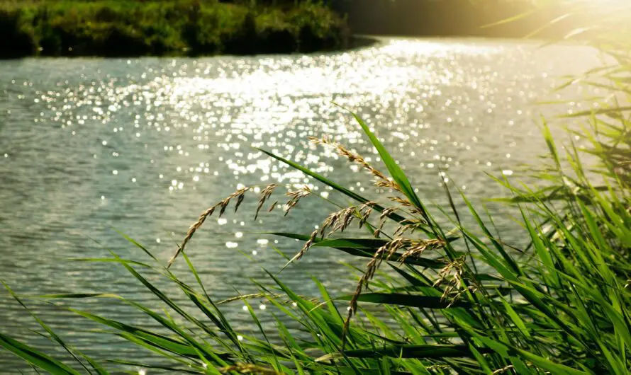 Neonic Pesticides in Michigan Cause Alarming Water Contamination – 2025 Report