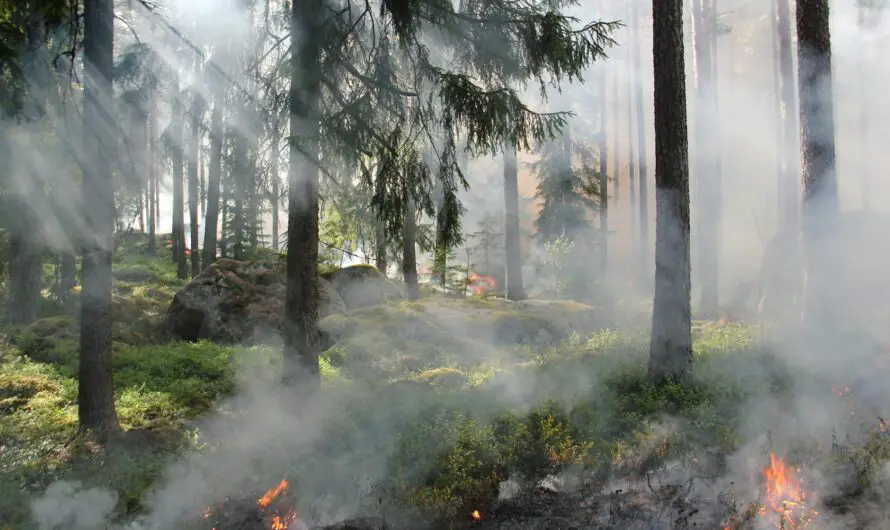 Fire Risk In Michigan Skyrockets with No Rain and Storm Debris