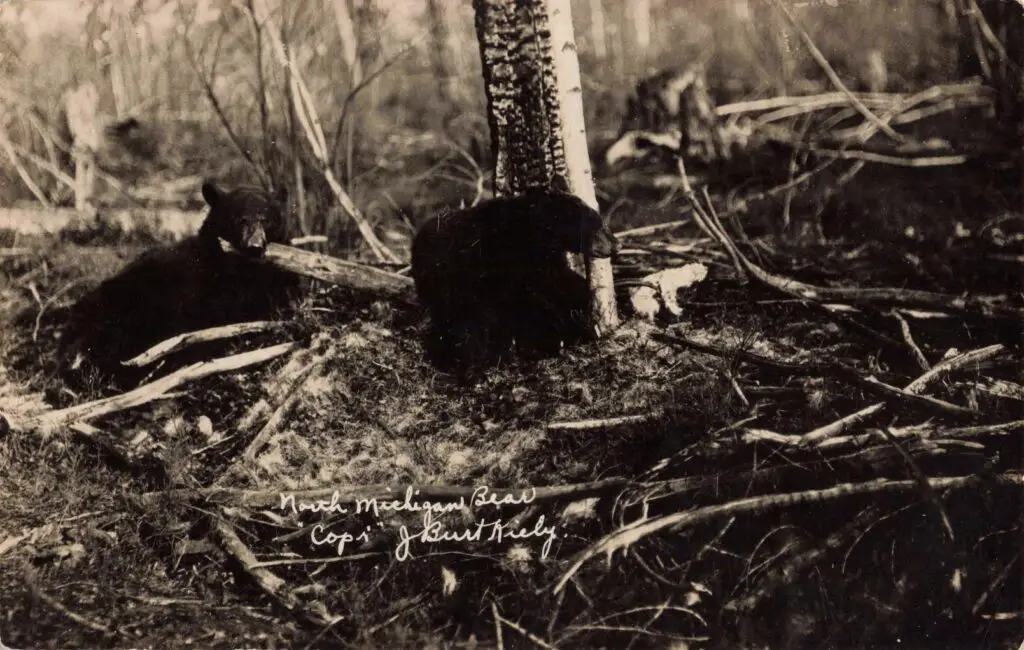 Northern Michigan Bear