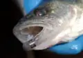 Great Lakes Fisheries Marking