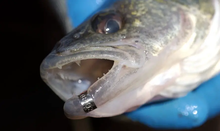 Great Lakes Fisheries Bill Wins House Approval in Bipartisan Show of Power