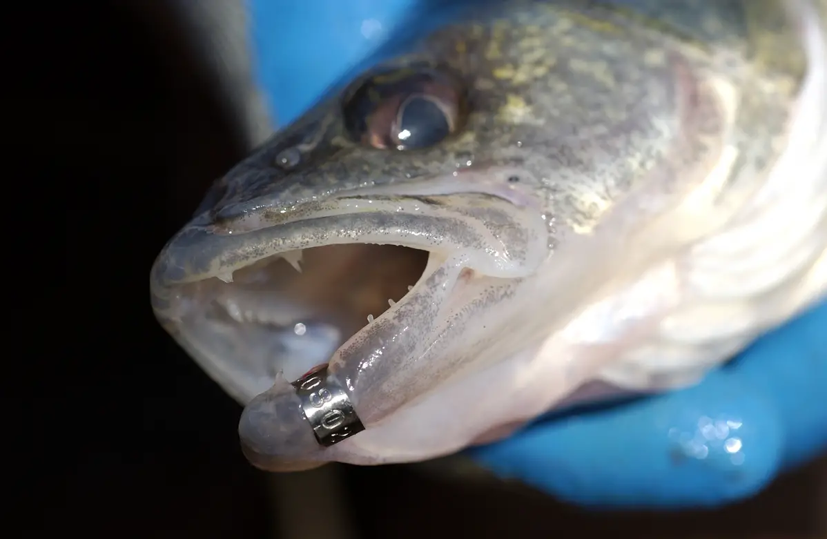 Great Lakes Fisheries Marking