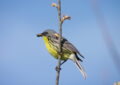 Kirtland warbler decline