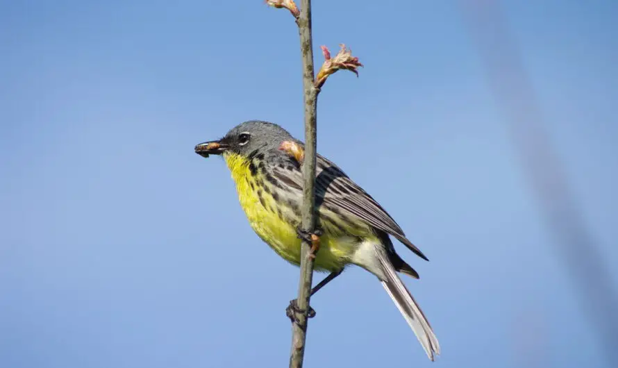 Kirtland Warbler Decline in Population By 34% Sparks Urgent Michigan Conservation Overhaul