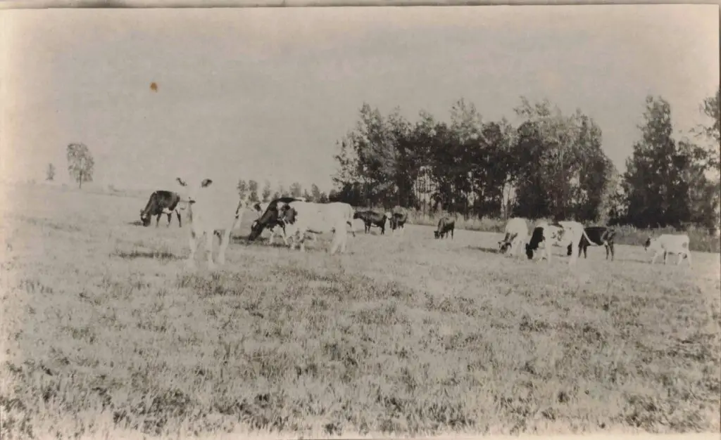 a group of cows grazing in a field