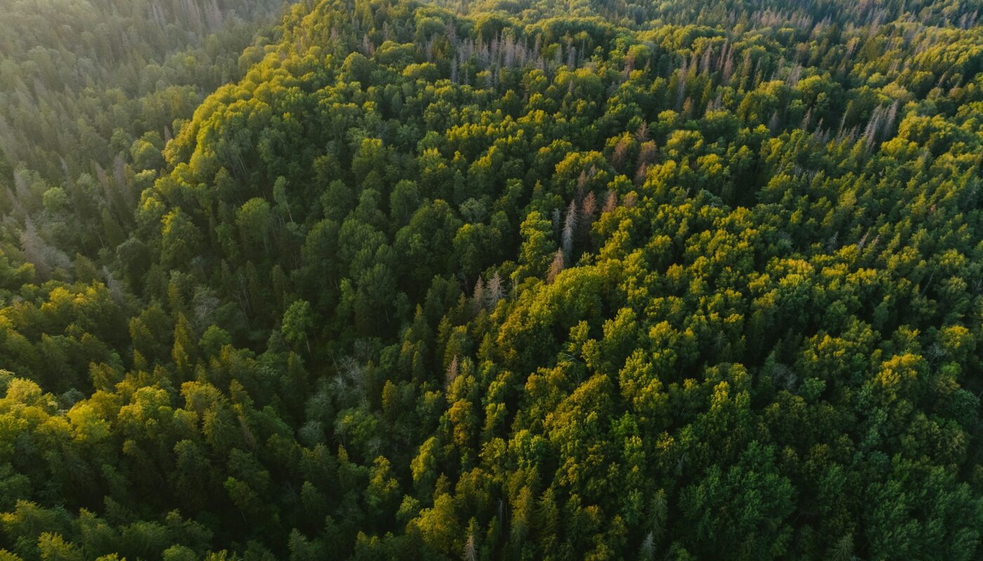 Working forests Michigan