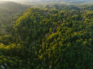 Working forests Michigan
