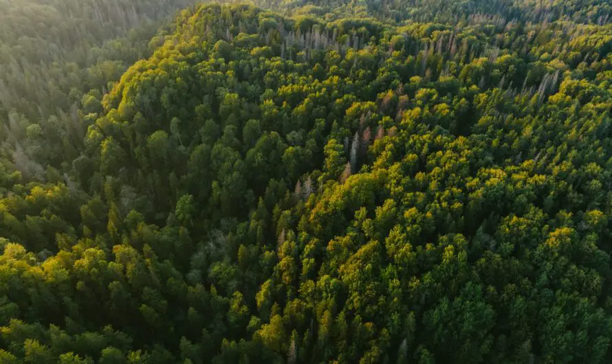 Working Forests Michigan – $106M USDA Investment Strengthens Timber Jobs and Rural Prosperity