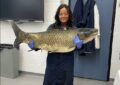 Grass Carp Found in Lake Huron in Canadian Waters