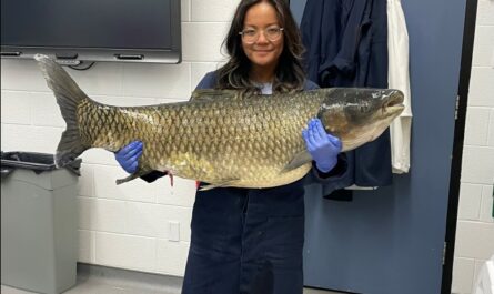 Grass Carp Found in Lake Huron in Canadian Waters