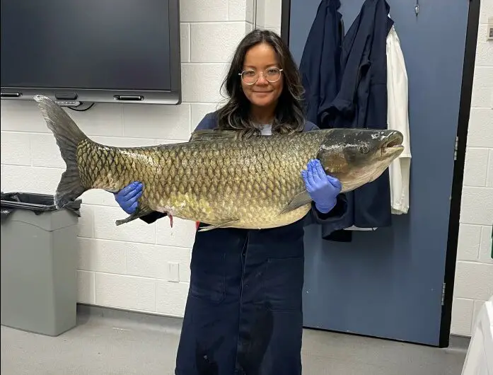Invasive Grass Carp Found in Lake Huron – A Threat to Entire Great Lakes Fishery