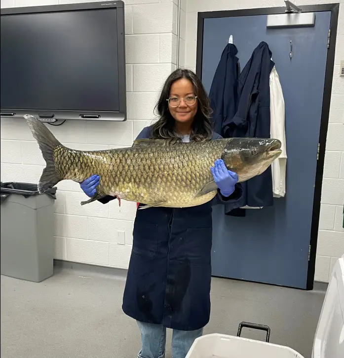 Grass Carp Found in Lake Huron in Canadian Waters