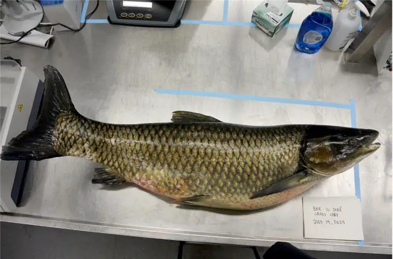 Grass Carp