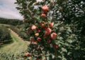 Michigan apple harvest