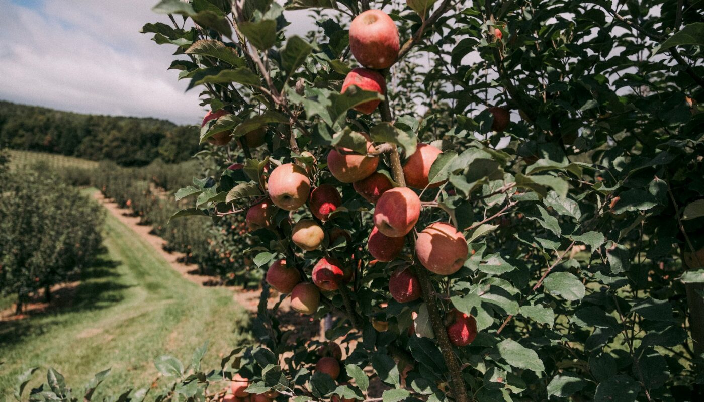 Michigan apple harvest