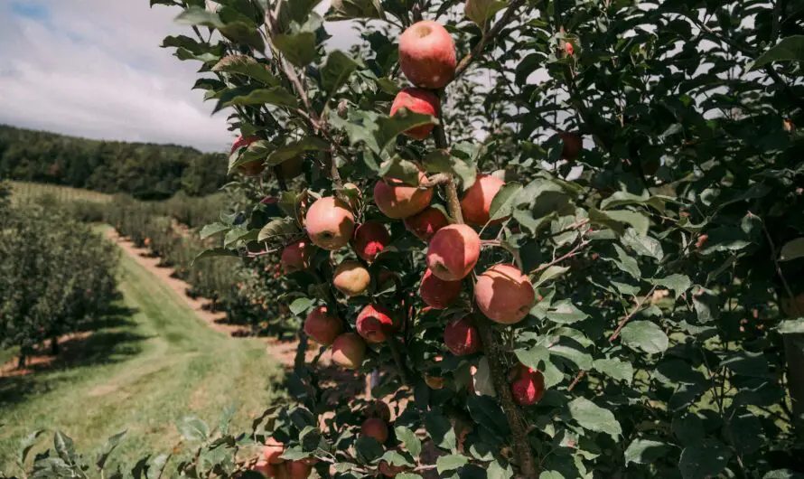 Michigan Apple Harvest 2025 – 30 Million Bushels Expected, Boosting State’s Top Fruit Industry