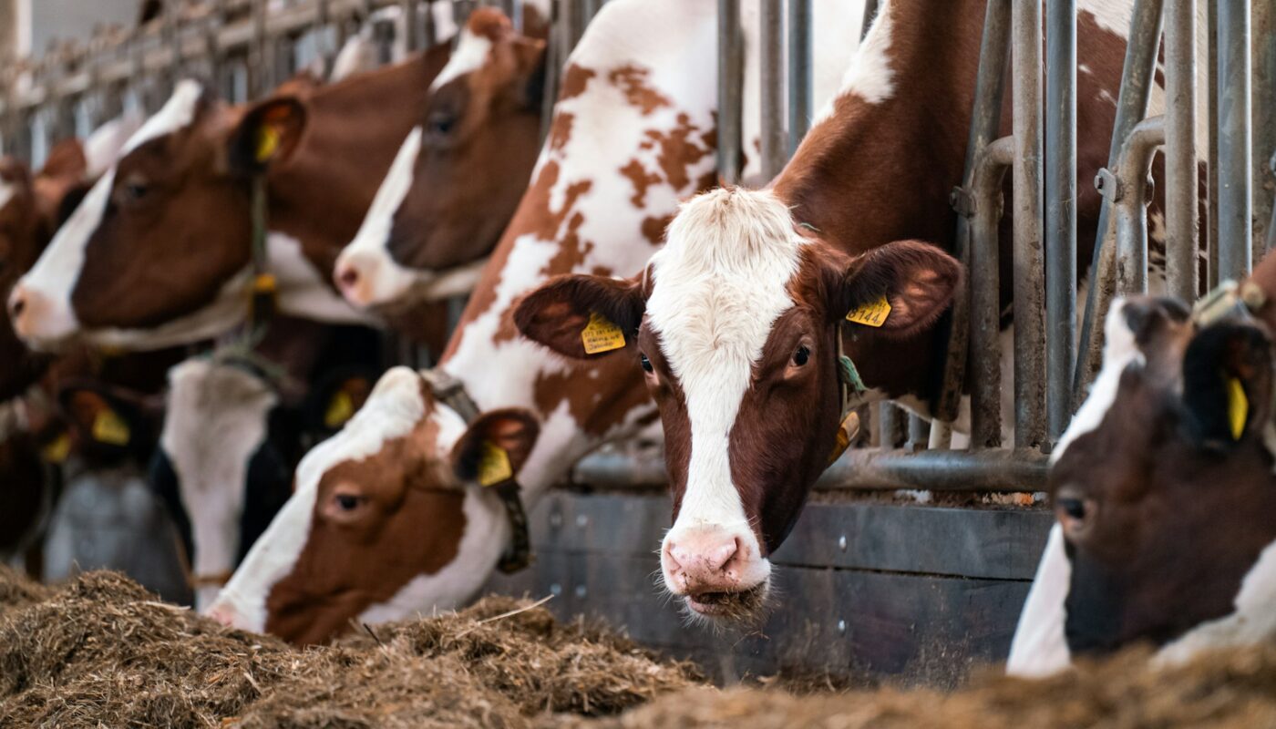 cows eating hay in a pen