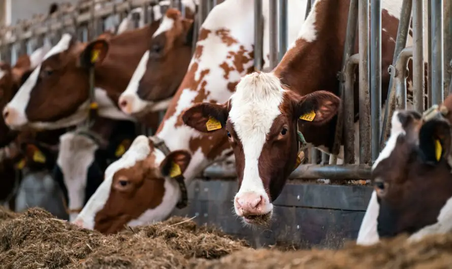 U of M Study – Concentrated Animal Feeding Operations Tied To 28% Spike in Air Pollution – Map