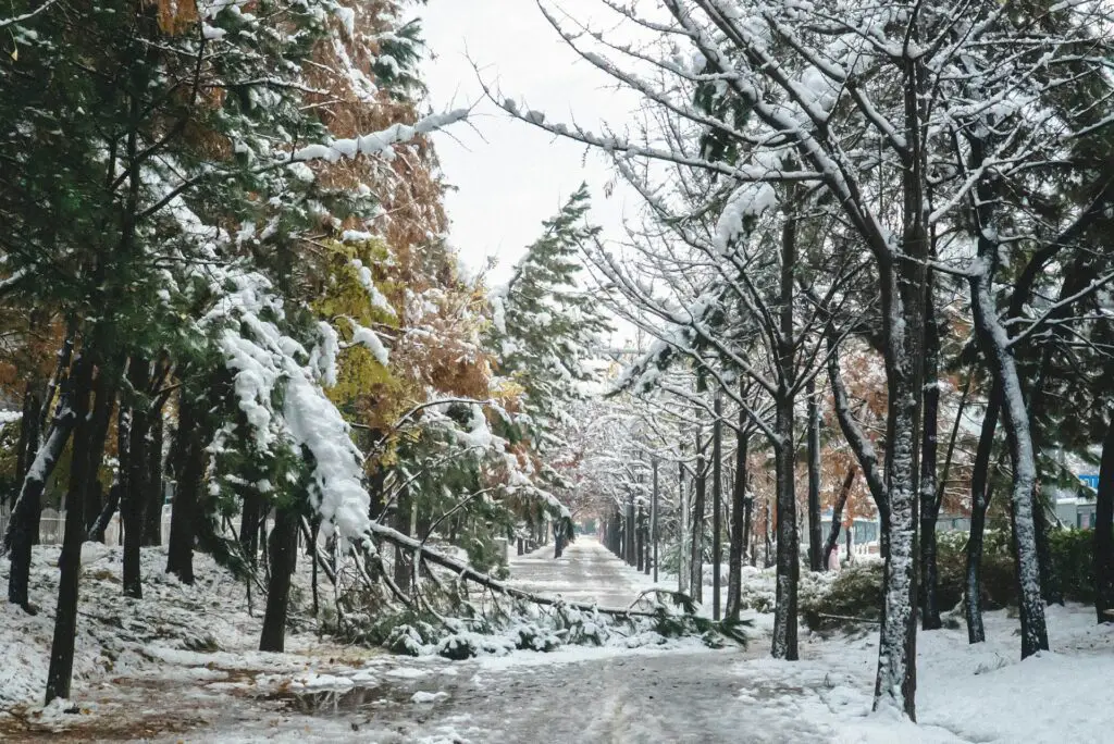 a snow covered path with trees and a person walking on it
