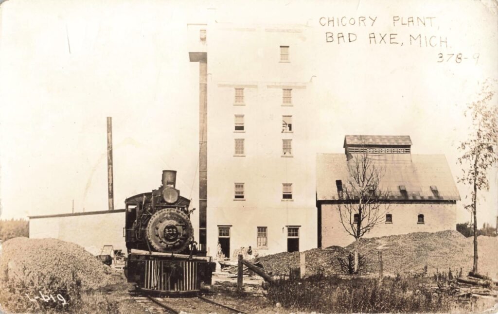 Bad Axe Chicory Plant