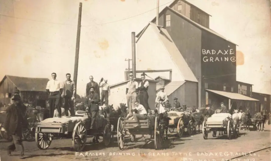 Farmers Delivering Beans to Bad Axe Grain Co., Bad Axe, Michigan (circa 1910s)